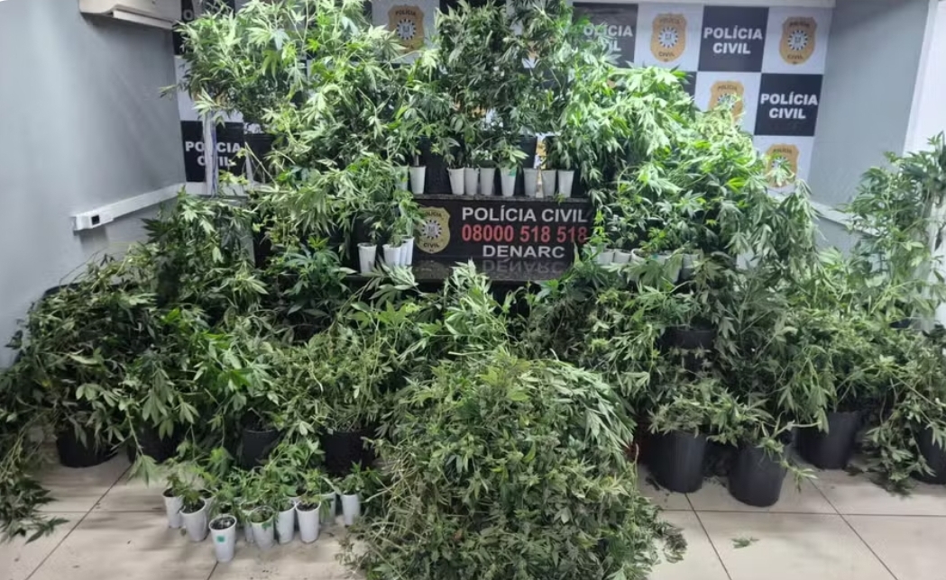 Polícia apreende mais de 80 pés de maconha em estufa clandestina