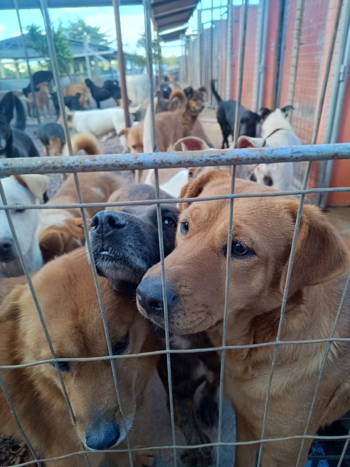 Lajeado registra aumento no abandono de cães e reforça a importância da guarda responsável  