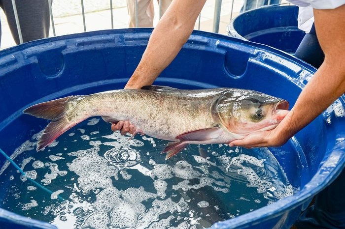 Feira do Peixe Vivo terá 300 quilos de pescado à venda neste sábado em Estrela